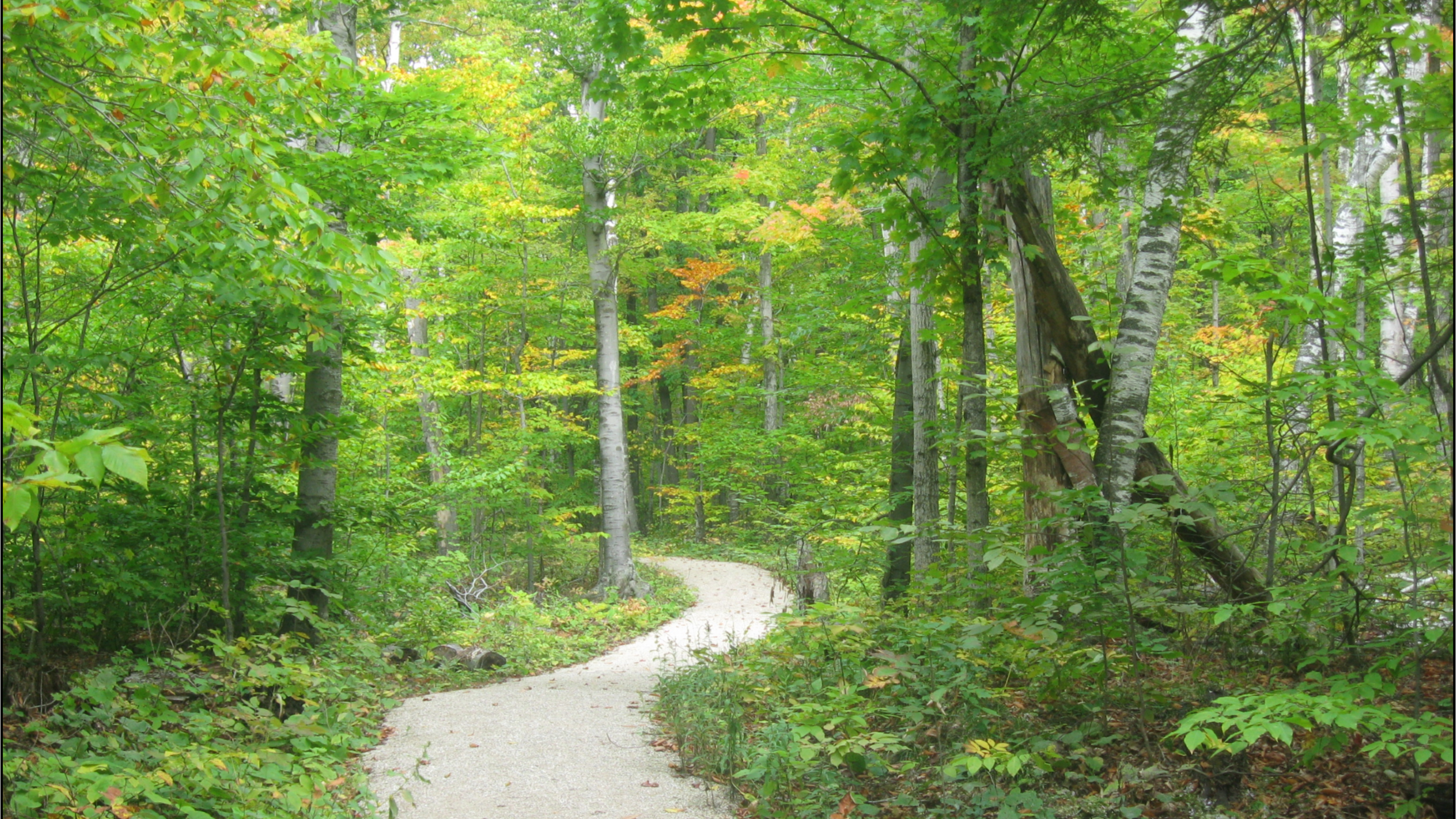 Ellison Bluff walking trail